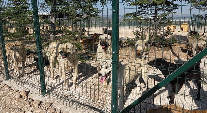 Burdur'da sahipsiz hayvanlara yeni yuva
