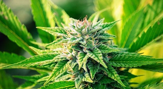 Burdur'da uyuşturucu operasyonu: 2 gözaltı