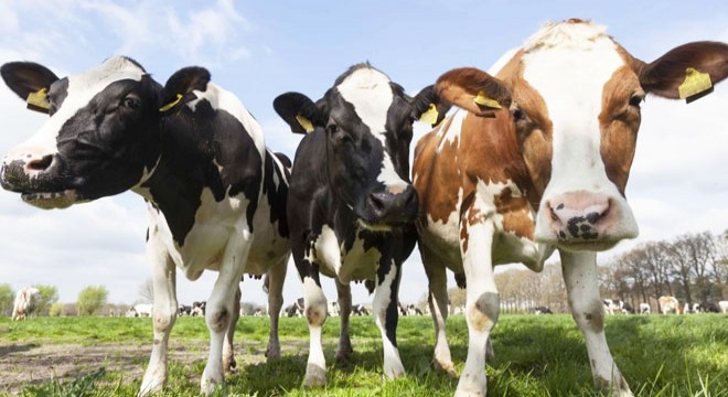 Burdur hayvan pazarı bir ay kapandı