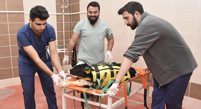 Buzağı ölümlerini önlemek için tekerlekli araba geliştirdiler