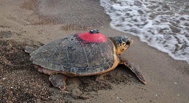 Caretta caretta 'Tuba', 7 bin 500 kilometre katetti