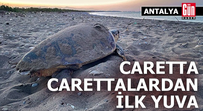 Caretta carettalardan Antalya'da ilk yuva