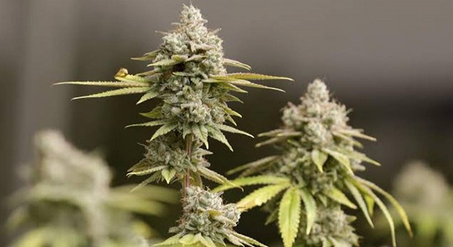 Çeltikçi'de uyuşturucu operasyonu