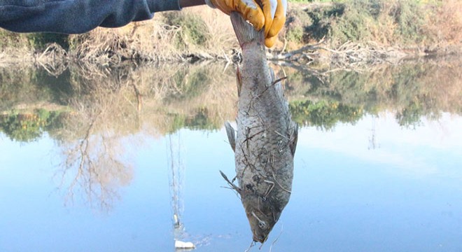 Ceyhan Nehri için 'botulismus' uyarısı
