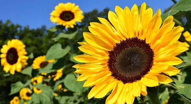 Çiftçilere ayçiçeği tohumu dağıtıldı