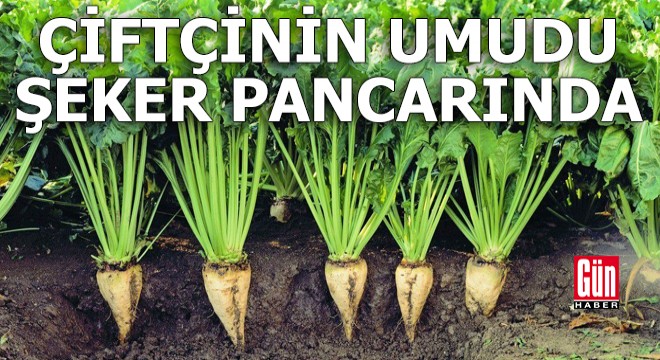 Çiftçinin umudu şeker pancarında