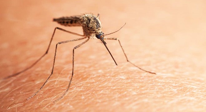 Çin'de 'chikungunya' virüsü alarmı