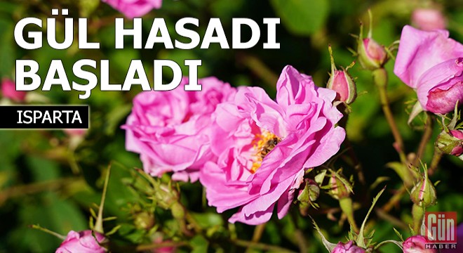 Davraz'da gül hasadı başladı