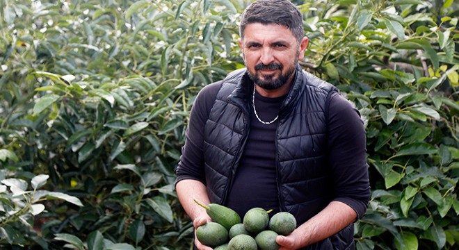 Deneme amacıyla dikildi, yılda 21 bin ton ürün alınıyor