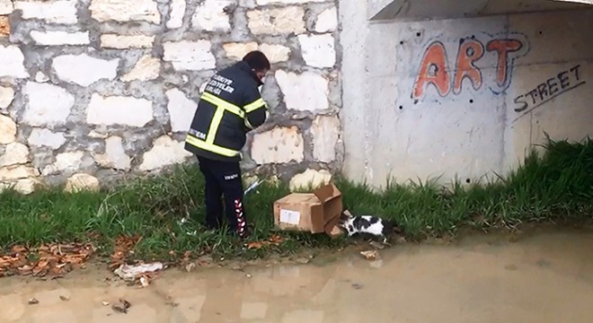 Derede mahsur kalan kedi kurtarıldı