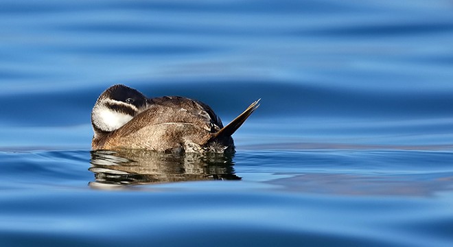 Dikkuyruk ördeği, Burdur Gölü'nü terk etti