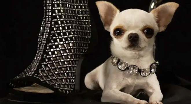 Dünyanın en kısa köpeği, Guinness Rekorlar Kitabı'nda