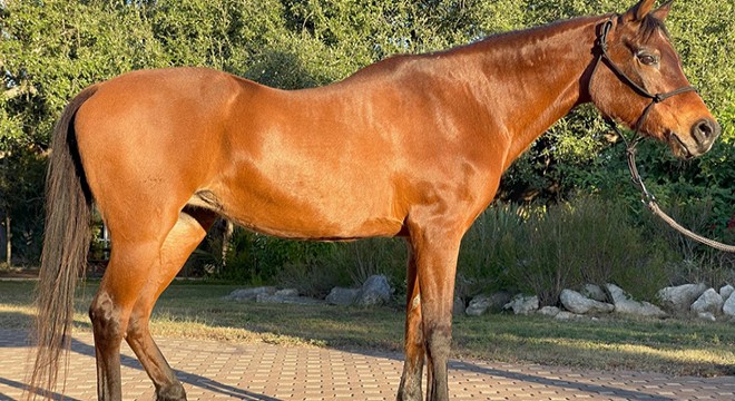 Dünyanın en yaşlı atı 36 yaşında öldü