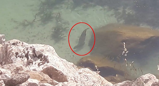 Eğirdir Gölü'nde su samuru görüntülendi