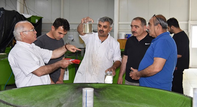Eğirdir Gölü'ne yavru sazan desteği