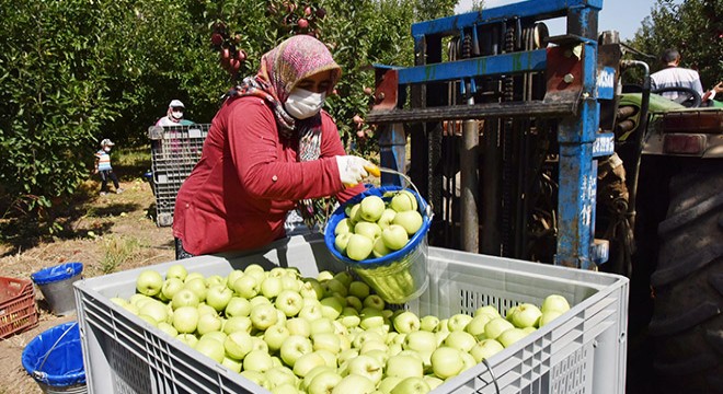 Eğirdir'de elma hasadı başladı