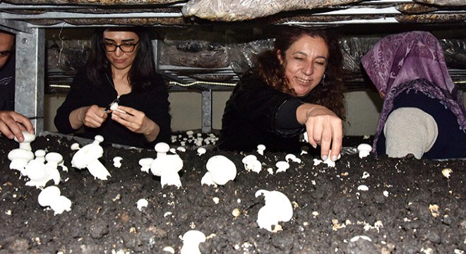 Eğirdir'de mantarhaneler üretime başladı