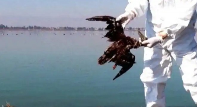 El Nino hava olayları yüzünden yüzlerce kuş açlıktan öldü