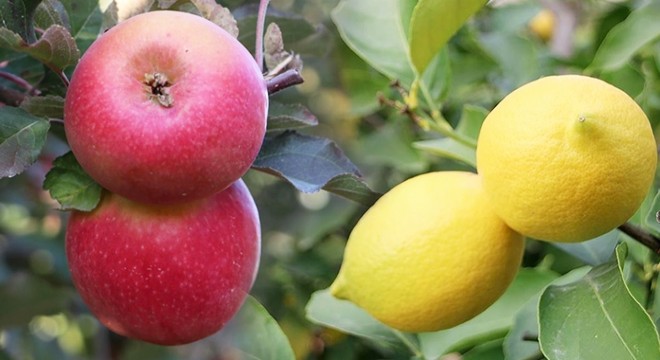 Elma ve limonun ihracatı kayda bağlandı
