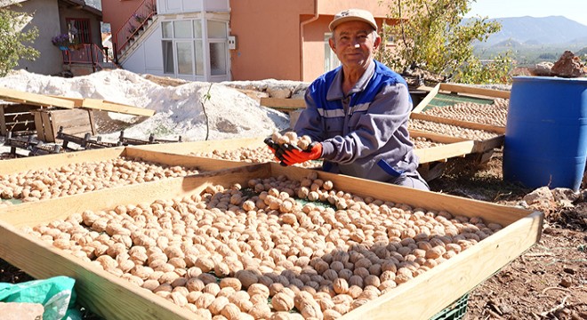 Emeklilikten sonra 'ceviz uzmanı' oldu