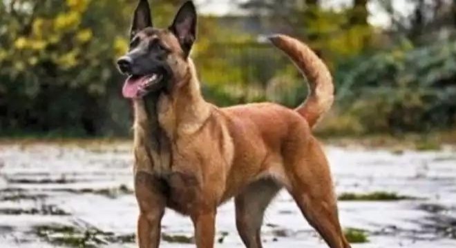 ‘En akıllı köpek’ Border Collie tahtan indirildi