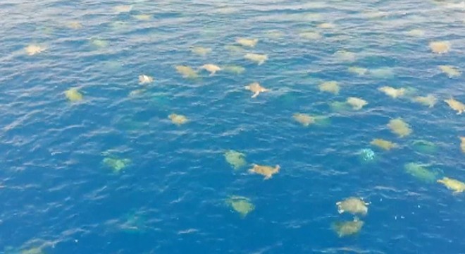 En büyük yeşil kaplumbağa yuvaları ilk kez görüntülendi