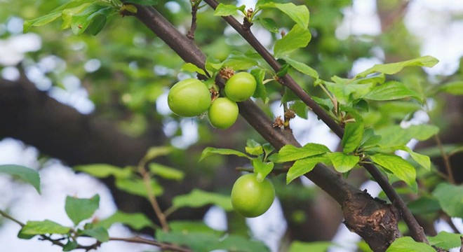 Erkenci erik hasadı; kilosu 8 bin liraya alıcı buldu