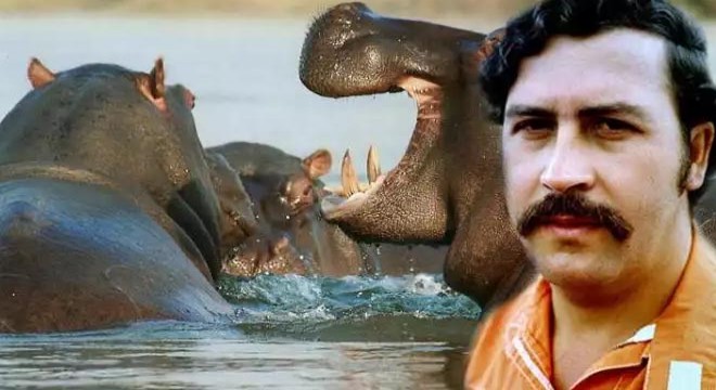Escobar'ın su aygırları Hindistan ve Meksika yolcusu
