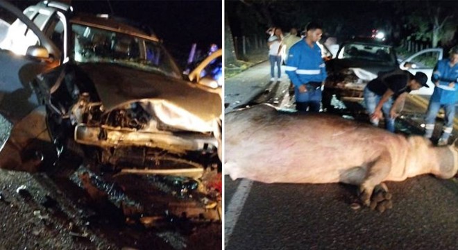 Escobar’ın su aygırlarından biri trafik kazasında öldü