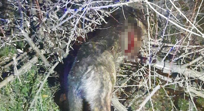 Eşine saldırdığı gerekçesiyle komşusunun köpeğini öldürdü