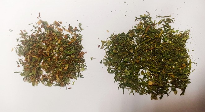 Esrarla yakalandı
