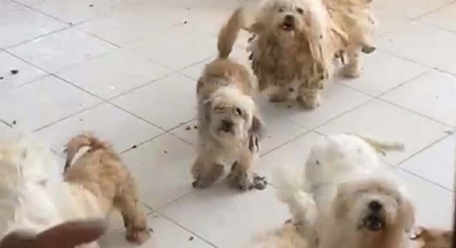 Evde tutulan 20 köpek, şikayet üzerine kurtarıldı