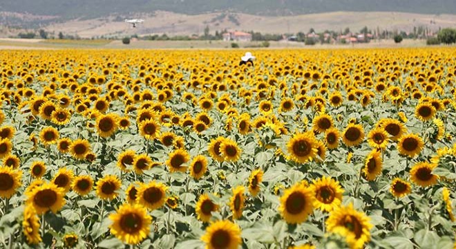 Fakir Baykurt'un köyünde lavantanın ardından ayçiçeği devrimi