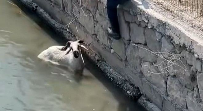 Finike’de kaçan kurbanlık dereye atladı