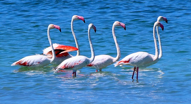 Flamingolar kuruma tehlikesi bulunan Burdur Gölü'nde