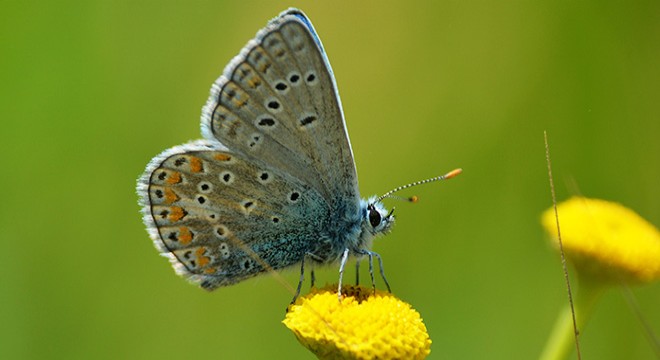 Fotoğraf tutkunu öğretmenin hayali sergi açmak