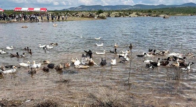 Frigya Sulama Göleti'ne 100 ördek bırakıldı