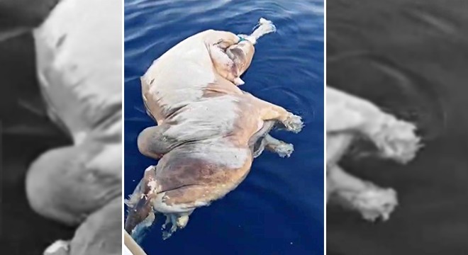 Gazipaşa açıklarında inek ölüsü bulundu