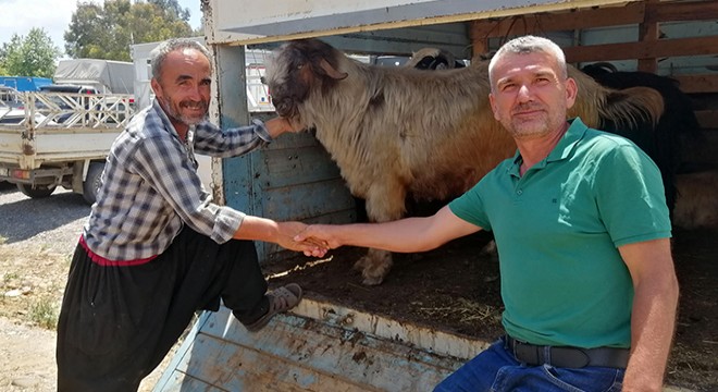 Gazipaşa'daki kurban pazarında hareketlilik