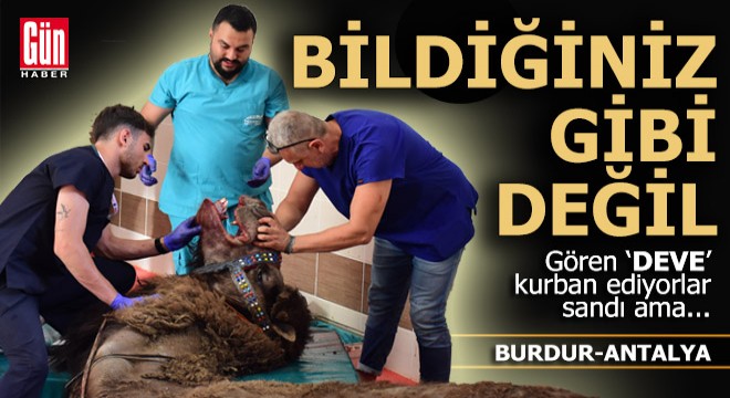 Gören 'Deve' kurban ediyorlar sandı ama...