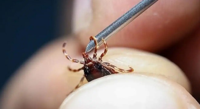 Grip sandığınız belirtiler kene ısırığı olabilir