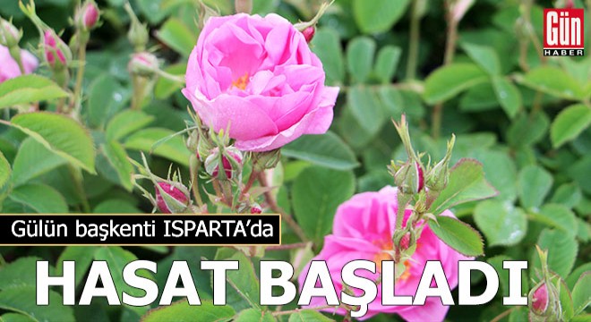 Gülün başkenti Isparta'da hasat başladı