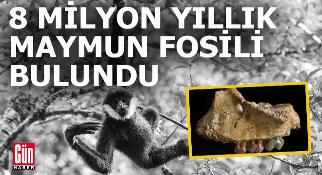 Güney Çin’de 8 milyon yıllık maymun fosili bulundu