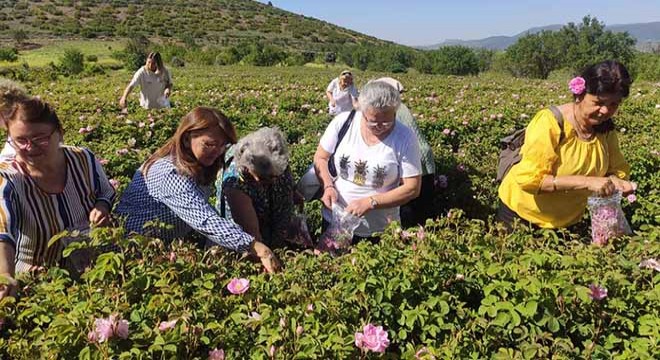 Güneykent'te gül turizmi hazırlığı