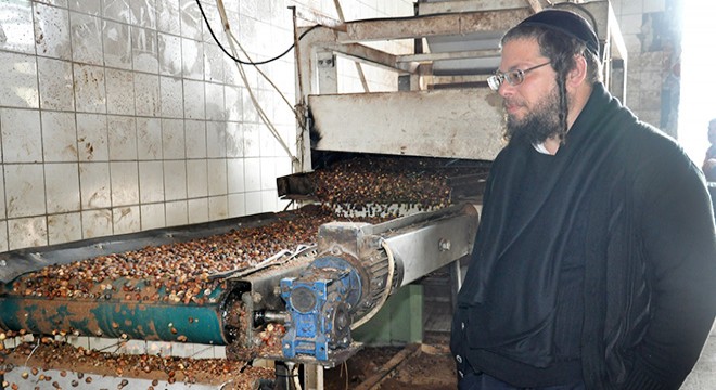 Haham gözetiminde fındık yağı üretimi