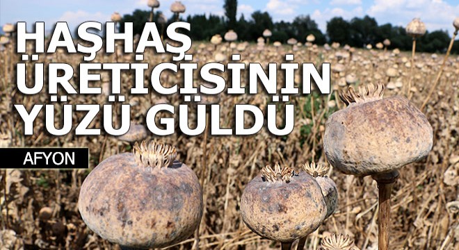 Haşhaş üreticisinin yüzü güldü