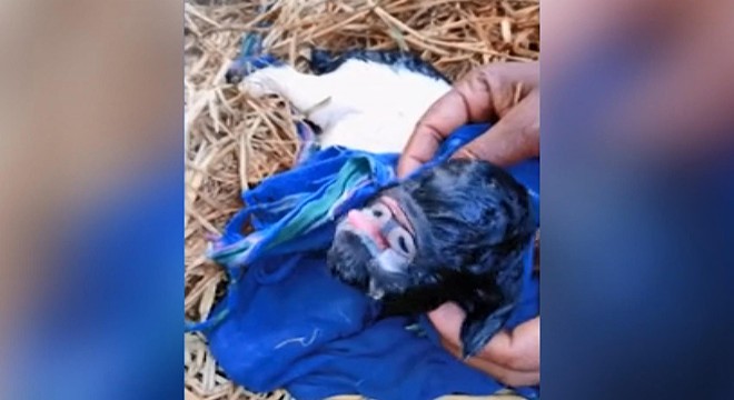 Hindistan'da burunsuz doğan oğlağa tapıyorlar