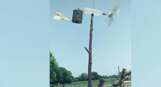Çekirge sürüsü istilasına karşı sıra dışı yöntem