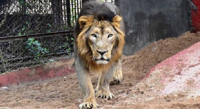 Hindistan'daki hayvanat bahçesinde 8 aslan koronavirüse yakalandı