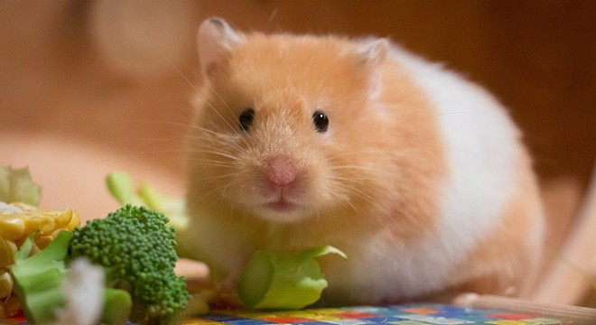 Hong Kong’da Hamsterlardan insanlara Kovid-19 virüsü bulaştı